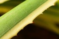 Green leaf macro wallpaper background Royalty Free Stock Photo