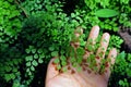 Green leaf of maidenhair ferns