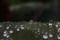 Green leaf with many waterdrops on it after the rain