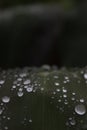 Green leaf with many waterdrops on it after the rain Royalty Free Stock Photo