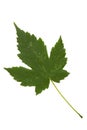 Green leaf of maple tree isolated on white backg Royalty Free Stock Photo