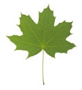 Green leaf of maple tree isolated on white background close-up Royalty Free Stock Photo