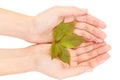 Green leaf of maple tree isolated on white background. Royalty Free Stock Photo