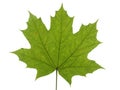 Green leaf of a maple tree isolated on white background. Royalty Free Stock Photo