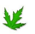 Green leaf of mapple isolated Royalty Free Stock Photo