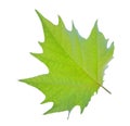 Green leaf of mapple tree isolated in white background