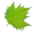 Green leaf of mapple veins isolated in white for background