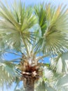 Mexican Fan Palm Tree Florida Royalty Free Stock Photo