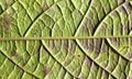Green Leaf Midrib Royalty Free Stock Photo