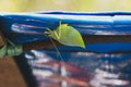 Green leaf mimic katydid at the Amazon rainforest in Leticia, Colombia Royalty Free Stock Photo