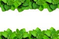 Green leaf mint frame isolated on a white background with copy space for text Royalty Free Stock Photo