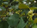 Green leaf of monkey apple Royalty Free Stock Photo