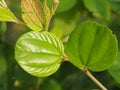 Green leaf of monkey apple Royalty Free Stock Photo