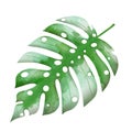 Green leaf monstera isolated on white background Royalty Free Stock Photo