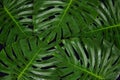 Green leaf Monsteras on black background for background. Royalty Free Stock Photo