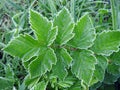 Green leaf with morning frost, Lithuania Royalty Free Stock Photo