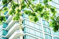 Green leaf morning sun wall windows Condo Condominium. Royalty Free Stock Photo