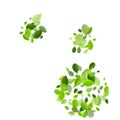 Green Leaf Motion Vector Branch. Spring Leaves