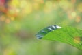 green leaf  Mulberry fruits on bokeh background, ..Mulberry with very useful for the treatment and protect of various diseases Royalty Free Stock Photo