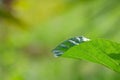 Green leaf Mulberry fruits on bokeh background, Mulberry with very useful for the treatment and protect of various diseases Royalty Free Stock Photo