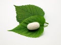 Green leaf of mulberry and silkworm Royalty Free Stock Photo