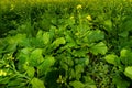 Green leaf mustard in growth at vegetable Royalty Free Stock Photo