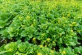 Green leaf mustard in growth at vegetable Royalty Free Stock Photo