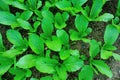 Green leaf mustard in growth Royalty Free Stock Photo