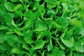 Green leaf mustard in growth Royalty Free Stock Photo
