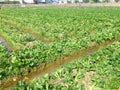 Green leaf mustard in growth at vegetable garden Royalty Free Stock Photo