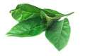 Green leaf nan fui chao is medicinal herbs Royalty Free Stock Photo