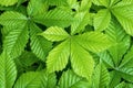 Green leaf natural background. Fresh horse chestnut leaves as summer nature backdrop, close-up Royalty Free Stock Photo