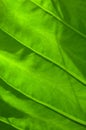 Green leaf natural background or texture. Sunlight through leaf.