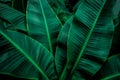 tropical banana leaf texture in garden