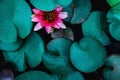 closeup beautiful lotus flower and green leaf in pond