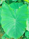 Green leaf natural fresh cutch organic Royalty Free Stock Photo