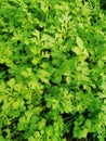 Green leaf natural fresh mustard plant pettern light Royalty Free Stock Photo