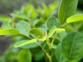 Green Leaf nature background with blurred effect Royalty Free Stock Photo