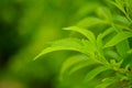 Green leaf nature background. Closeup of green leaf with copy space Royalty Free Stock Photo