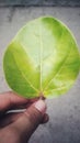 Green leaf Royalty Free Stock Photo