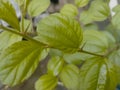 Green Leaf nature clouse up photo