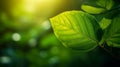 Green leaf with nature in a garden summer. Generative ai Royalty Free Stock Photo