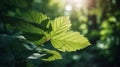 Green leaf with nature in a garden summer. Generative ai Royalty Free Stock Photo
