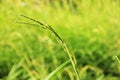 Green, leaf, nature, natural, rice bacground Royalty Free Stock Photo