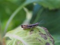 Green leaf nature photo with brown grasshopper. Royalty Free Stock Photo