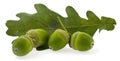 Green leaf of oak and acorns isolated on a white background close-up Royalty Free Stock Photo