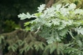 Spring in the forest. Rainy day. Wet oak leaves close up. Nature background. Spring rain in the forest Royalty Free Stock Photo