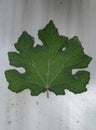 green leaf object image
