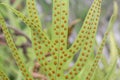 Green leaf and orange spores of Phymatosorus scolopendria fern in the garden.