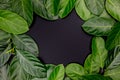 Green leaf ornament with place in center on black background. Summer leaf frame top view photo. Elegant natural backdrop